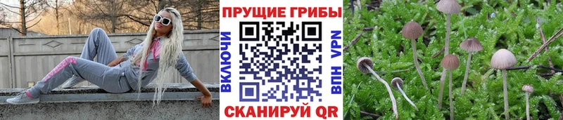 Галлюциногенные грибы Psilocybe  Стрежевой 